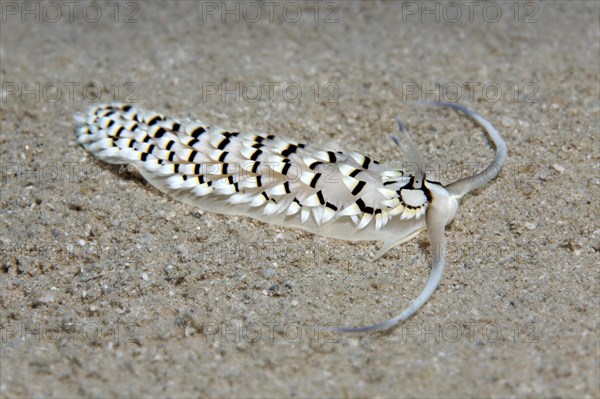 Cerberilla sea slug (Cerberilla annulata)