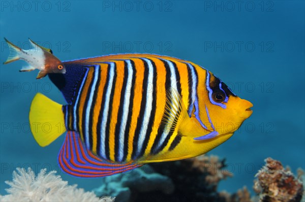 Royal angelfish (Pygoplites diacanthus)