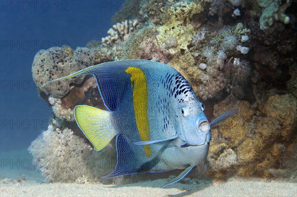 Halfmoon angelfish (Pomacanthus maculosus)