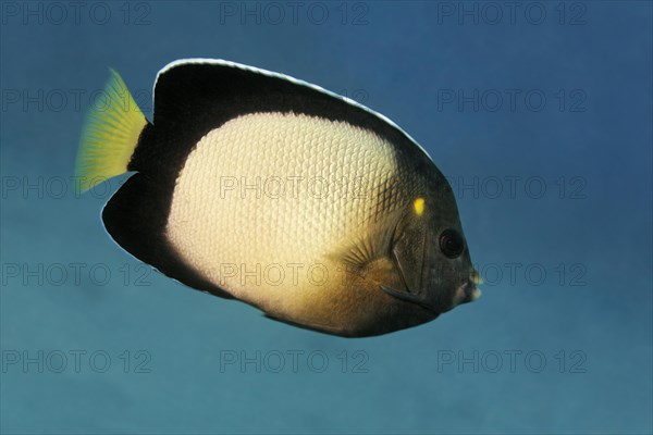 Yellow-ear angelfish (Apolemichthys xanthotis)