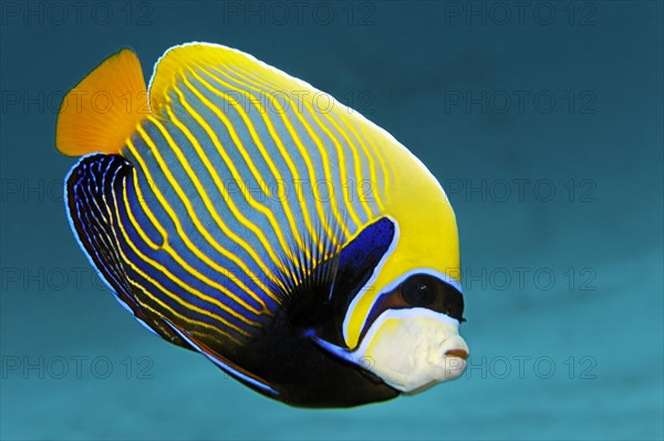 Emperor Angelfish (Pomacanthus imperator)