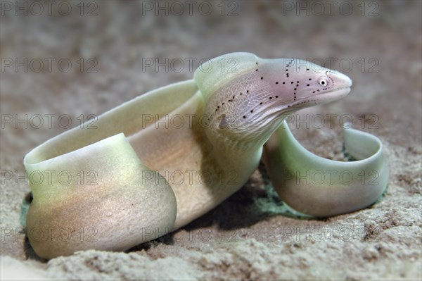 Geometric moray (Gymnothorax griseus)