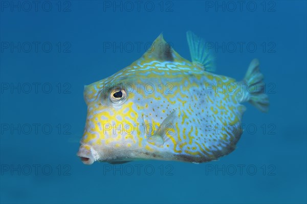 Humpback turretfish (Tetrosomus gibbosus)