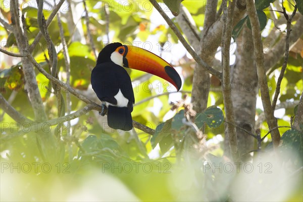 Toco Toucan (Ramphastos toco)