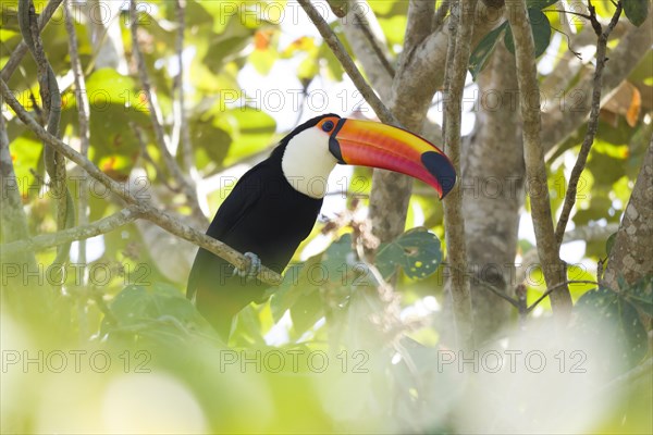 Toco Toucan (Ramphastos toco)