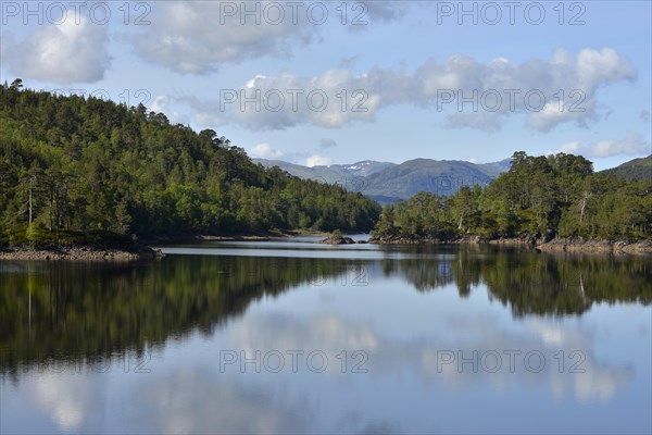 Caledonian pines (Pinus sp.)