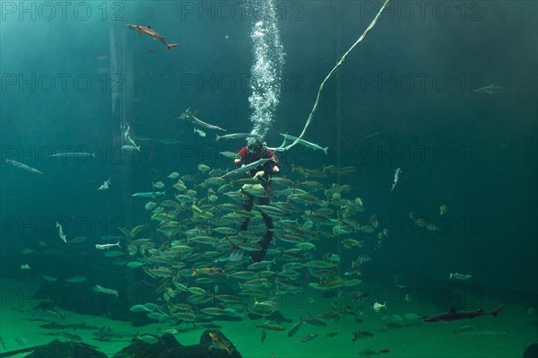 Diver and school of fish during feeding