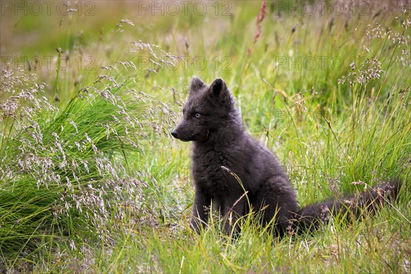 Arctic Fox (Vulpes lagopus)