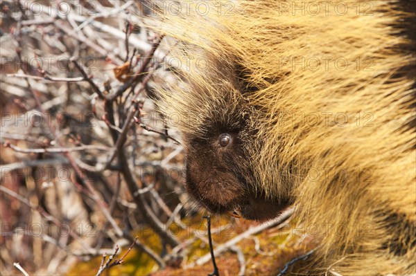 Porcupine