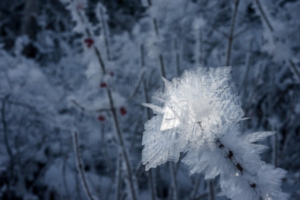 Ice crystals during cold spell at Lynx Creek