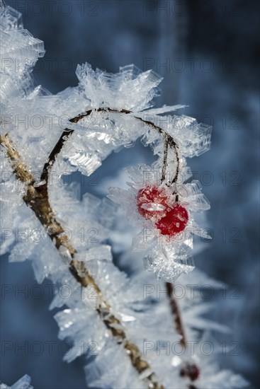 High bush cranberries (Viburnum trilobum) and ice crystals during cold spell at Lynx Creek