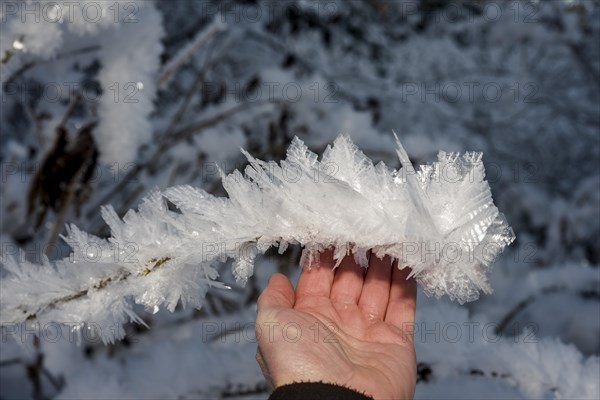 Hand touching ice crystals during cold spell at Lynx Creek