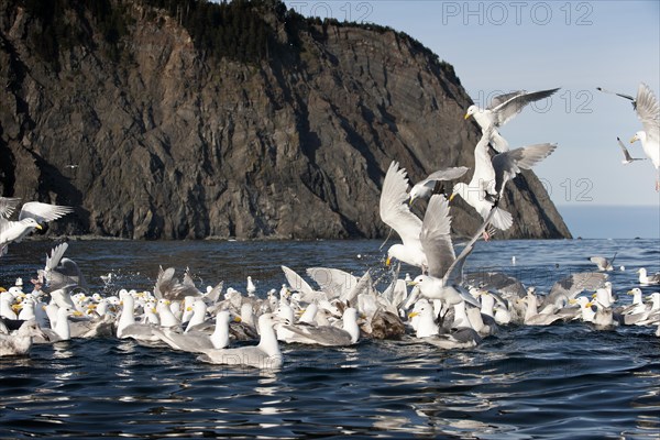 Glaucous-winged gulls (Larus glaucescens) feed at Gore Point