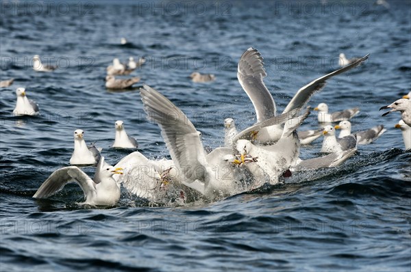 Glaucous-winged gulls (Larus glaucescens) feed on herring in the Gulf of Alaska