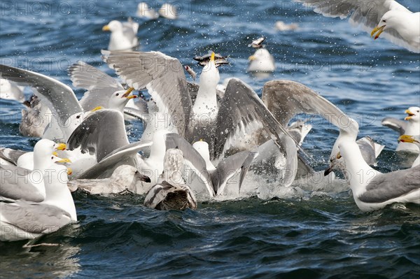 Glaucous-winged gulls (Larus glaucescens) feed on herring in the Gulf of Alaska