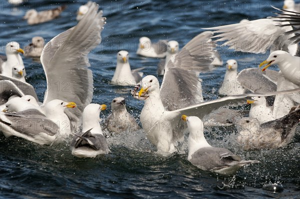 Glaucous-winged gulls (Larus glaucescens) feed on herring in the Gulf of Alaska