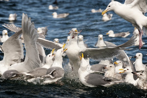 Glaucous-winged gulls (Larus glaucescens) feed on herring in the Gulf of Alaska