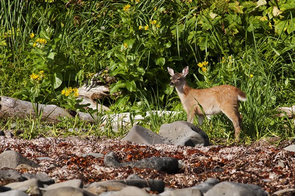 A Sitka deer or Sitka black-tailed deer (Odocoileus hemionus sitkensis) fawn