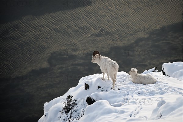 Dall sheep (Ovis dalli)