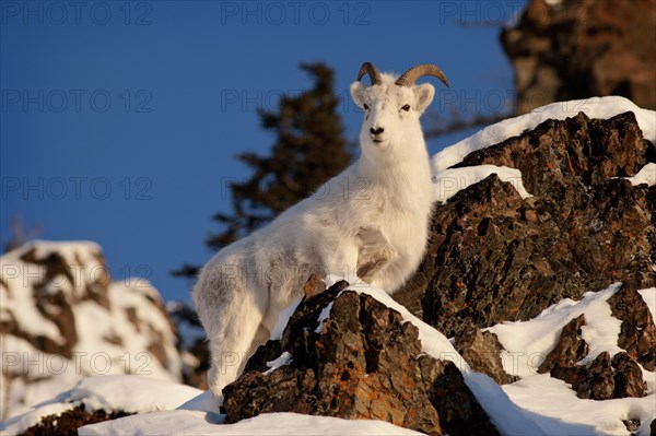 A Dall sheep (Ovis dalli)