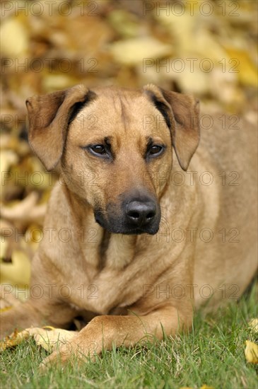 Mixed-breed Rhodesian Ridgeback lying in front of a pile of leaves