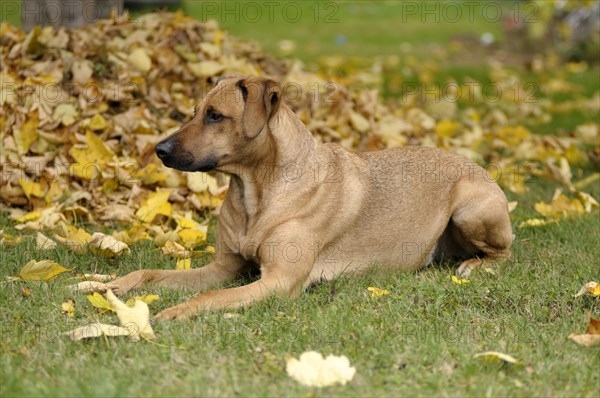 Mixed-breed Rhodesian Ridgeback lying in front of a pile of leaves