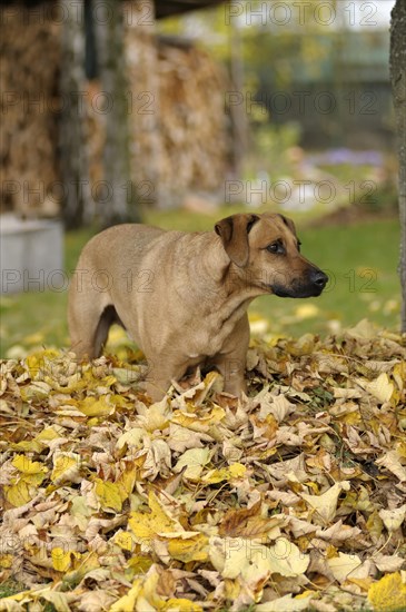 Mixed-breed Rhodesian Ridgeback standing in a pile of leaves