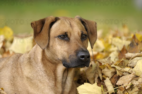 Mixed-breed Rhodesian Ridgeback