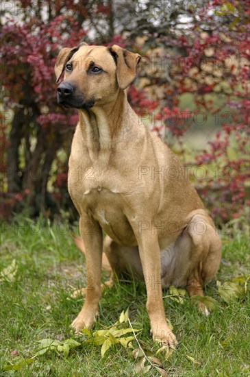 Mixed-breed Rhodesian Ridgeback sitting in front of a hedge