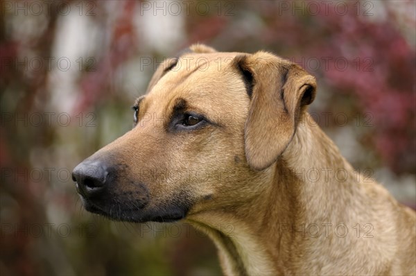 Mixed-breed Rhodesian Ridgeback