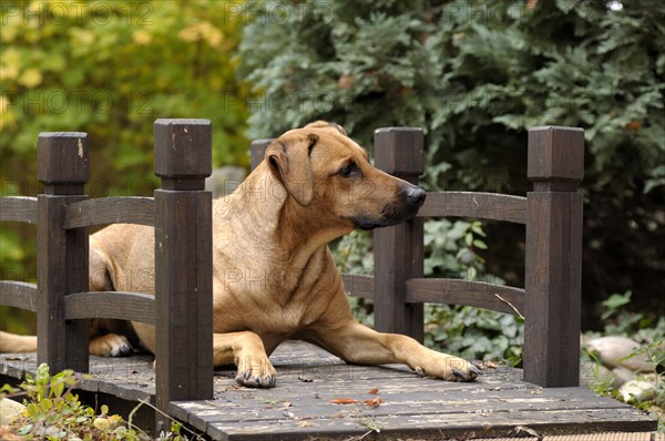 Mixed-breed Rhodesian Ridgeback lying on a wooden bridge