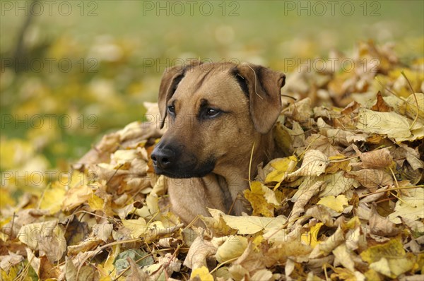 Mixed-breed Rhodesian Ridgeback lying in a pile of leaves