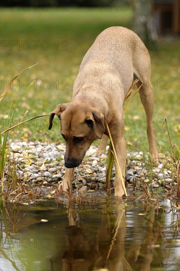 Mixed-breed Rhodesian Ridgeback standing at a pond and looking into the water