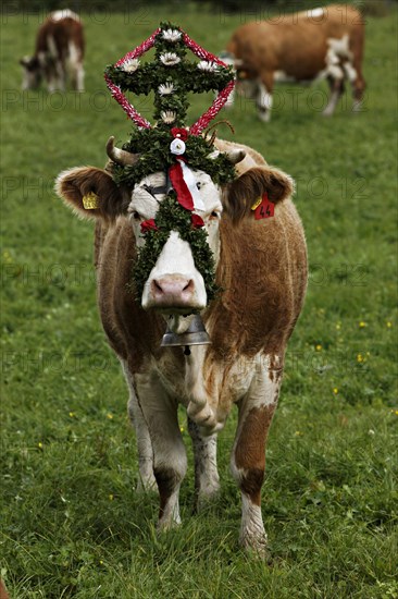 Decorated cows
