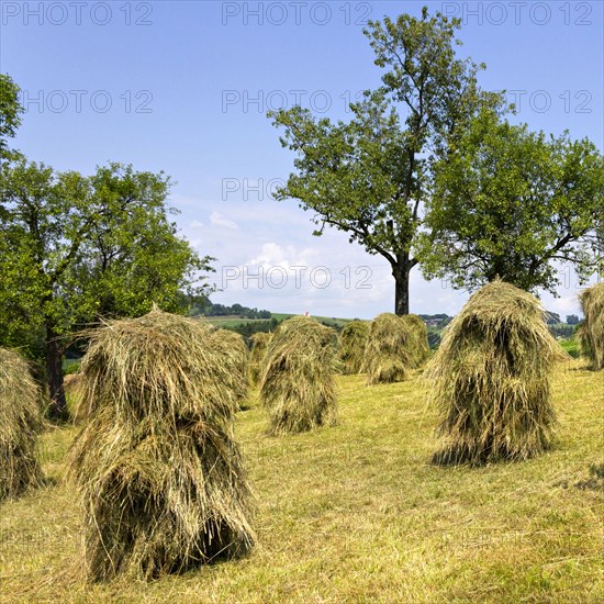 Traditional haystacks