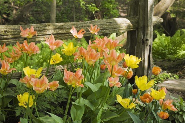 A cluster of orange and yellow tulips in front of a rustic wooden fence in a landscaped backyard garden in spring