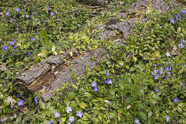 Close-up of a rotting tree stump and Periwinkle flowers in the 'Jardin du Grand Portage' garden in spring