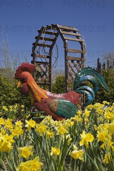 A large metal ornamental rooster and a bed of yellow daffodils stand out in the bright light of spring in the Country garden at the 'Route des Gerbes d'Angelica' garden in Mirabel