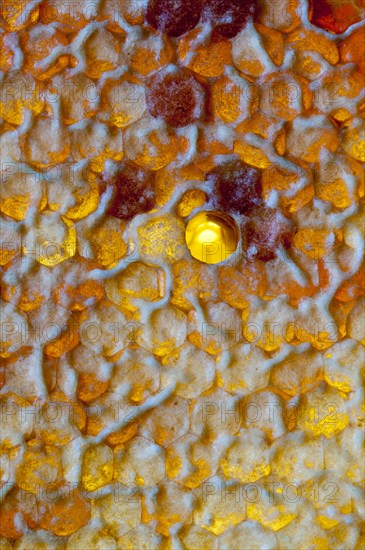 Honey comb