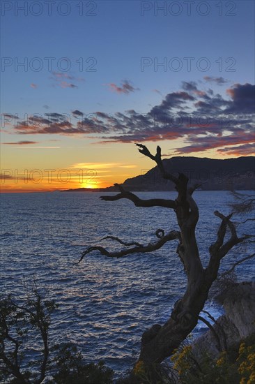 Principality of Monaco viewed from Cap Martin at sunset