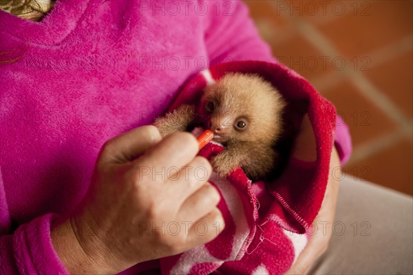 Three-toed-sloth (Bradypus)