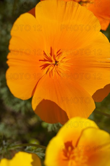 California Poppy (Eschscholzia californica)