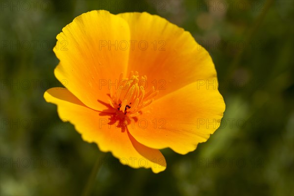 California Poppy (Eschscholzia californica)