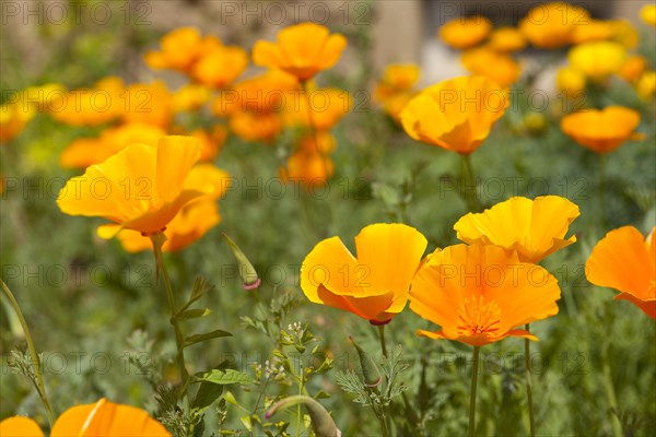 California Poppy (Eschscholzia californica)