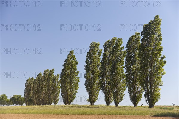 Typical avenue of poplars in the Lommatzscher Pflege district