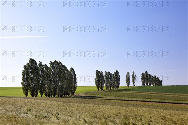 Typical avenue of poplars in the Lommatzscher Pflege district