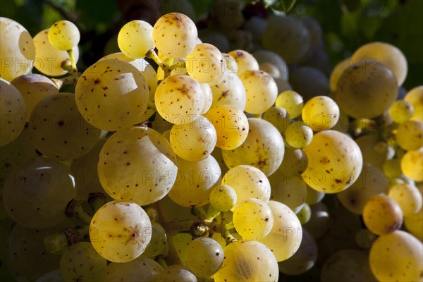 Ripe Riesling grapes
