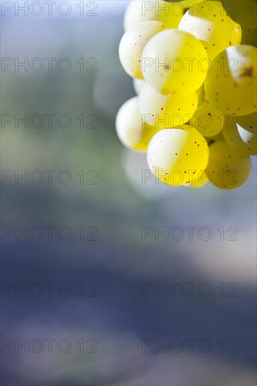 Grapes of the Riesling variety