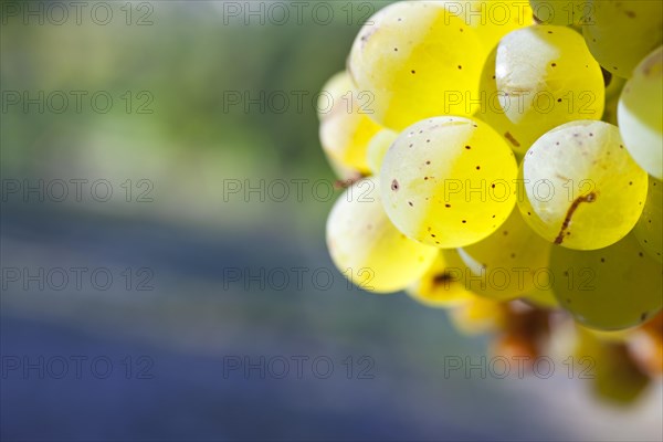 Grapes of the Riesling variety