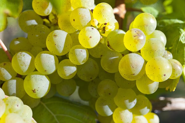 Grapes of the Riesling variety